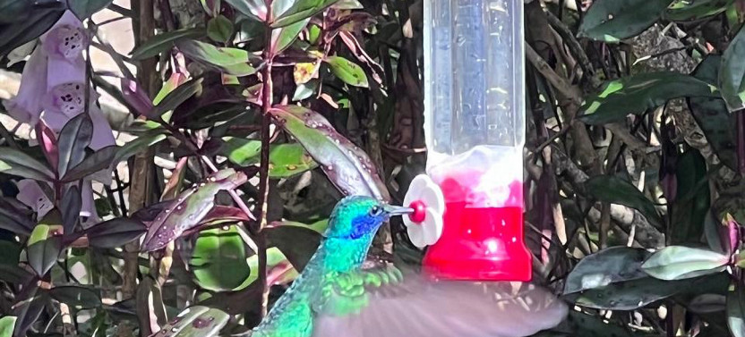 Flight of Colors: Hummingbird Adventure in Medellin