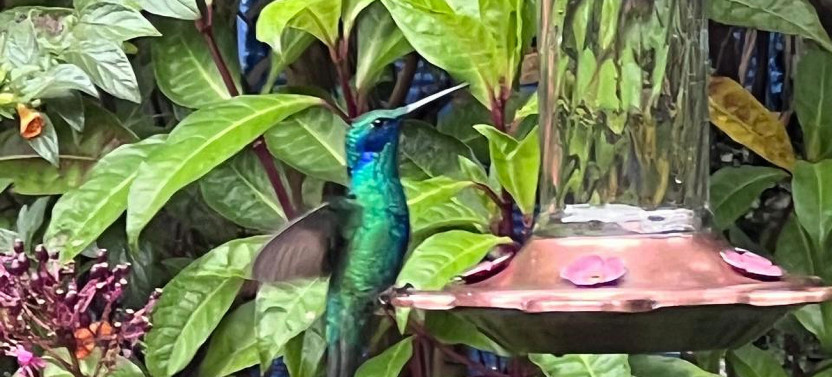 Flight of Colors: Hummingbird Adventure in Medellin