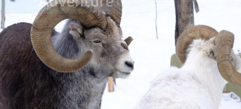 Arctic Day Wildlife Tour & Eclipse Nordic Hot Springs from Whitehorse