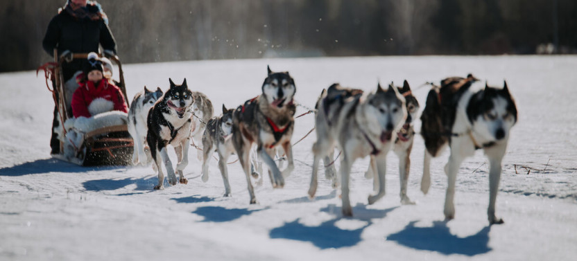 Lapland Husky Safari from Saariselkä
