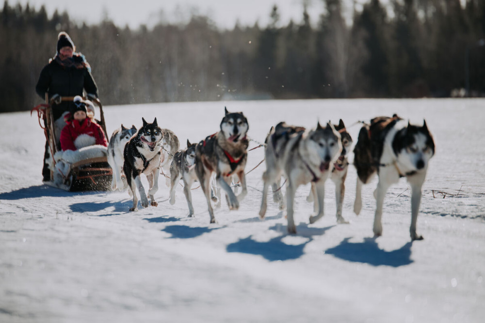 Lapland Husky Safari from Saariselkä