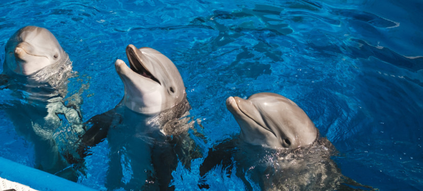 Dolphin Experience in Punta Cana