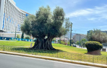 Athena Private Tours2