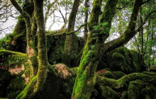 Miguel Boim (O Caminheiro de Sintra)11