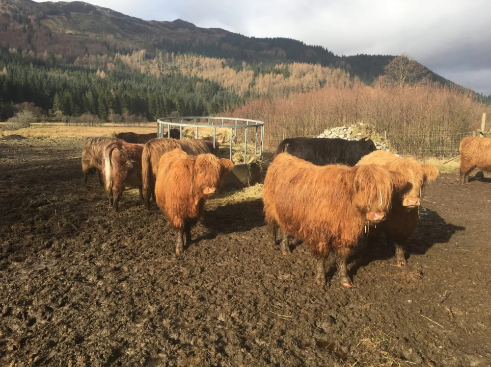 Highland Experience