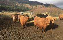 Highland Experience5
