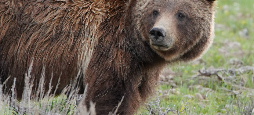 Private Grand Teton Dawn or Dusk Wildlife Photo Safari