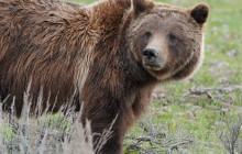 Guides of Jackson Hole2