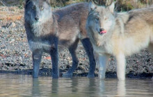 Guides of Jackson Hole6