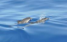 SeaYou Madeira5
