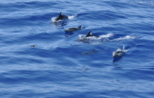 SeaYou Madeira5
