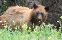 Guides of Jackson Hole12