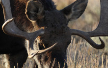 Guides of Jackson Hole5