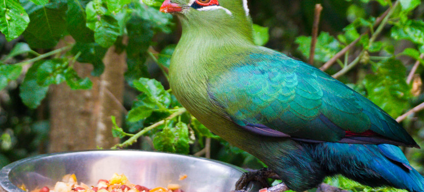 Tricao Park Aviary & Undurraga Winery Day Tour with Wine Tasting