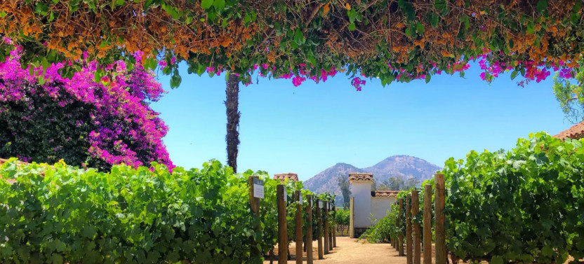 Santa Rita Vineyard Tour with Wine Tasting, Picnic & Andean Museum