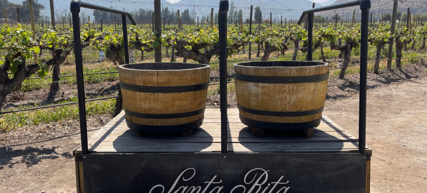 Santa Rita Vineyard Tour with Wine Tasting, Picnic & Andean Museum