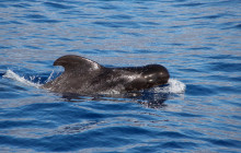 VMT Madeira11