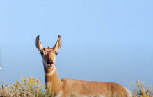 Jackson Hole Wildlife Safaris3