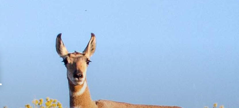 Full-Day Grand Teton Wildlife Safari in Grand Teton National Park