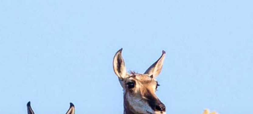 Full-Day Grand Teton Wildlife Safari in Grand Teton National Park
