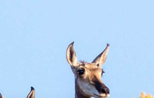 Jackson Hole Wildlife Safaris3