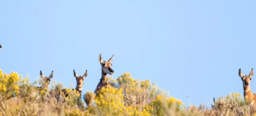 Private Full-Day Wildlife Photography Safari in Grand Teton National Park