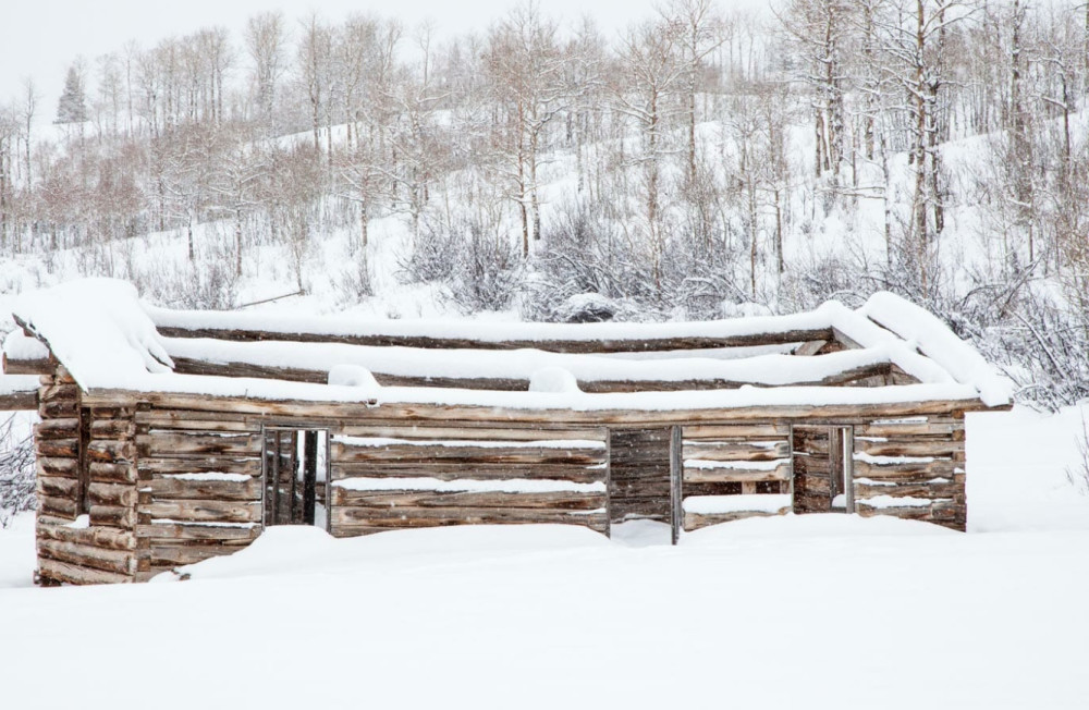 Half-Day Winter Wildlife Safari in Grand Teton & National Elk Refuge