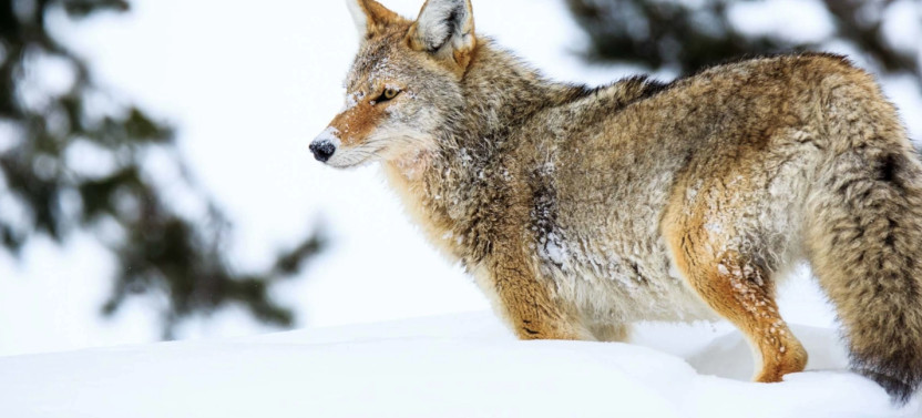 Private Winter Wildlife Safari in Grand Teton National Park