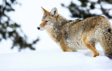 Jackson Hole Wildlife Safaris2