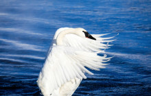Jackson Hole Wildlife Safaris2