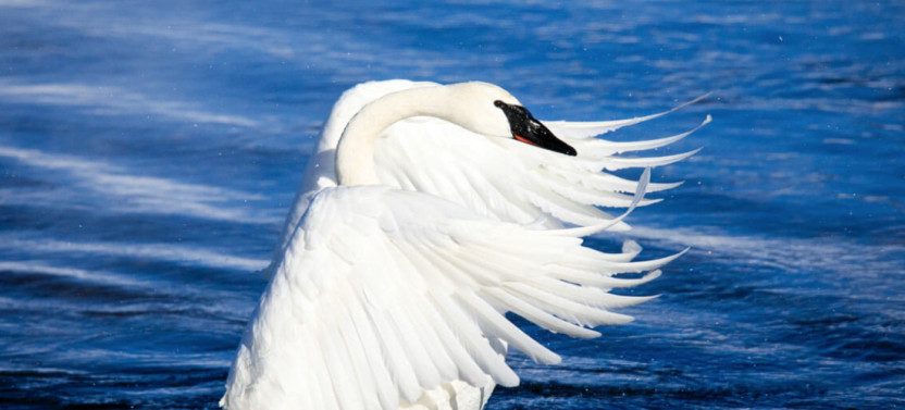 Private Winter Wildlife Safari in Jackson Hole