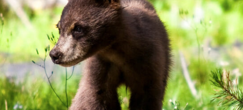 Grand Teton Wildlife Safari and Snake River Scenic Float Tour