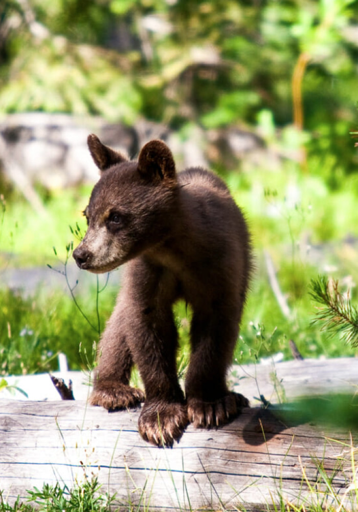 Jackson Hole Wildlife Safaris