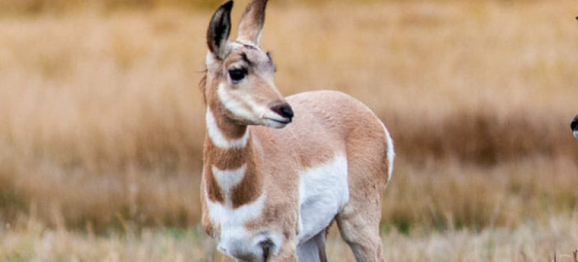 Private Full-Day Grand Teton Wildlife Safari & Snake River Scenic Float