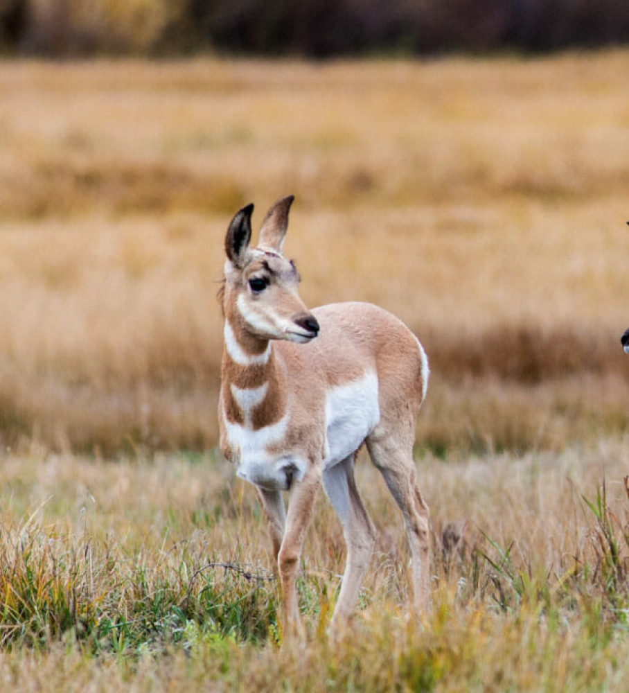 Private Full-Day Grand Teton Wildlife Safari & Snake River Scenic Float