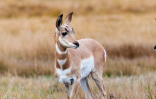 Jackson Hole Wildlife Safaris1