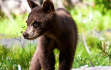 Jackson Hole Wildlife Safaris4