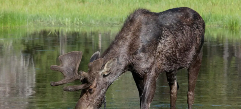 Full-Day Private Yellowstone Highlights Safari