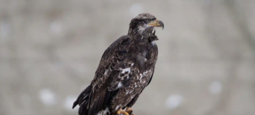 Private Big Sky Wildlife Safari to Central & Southern Yellowstone