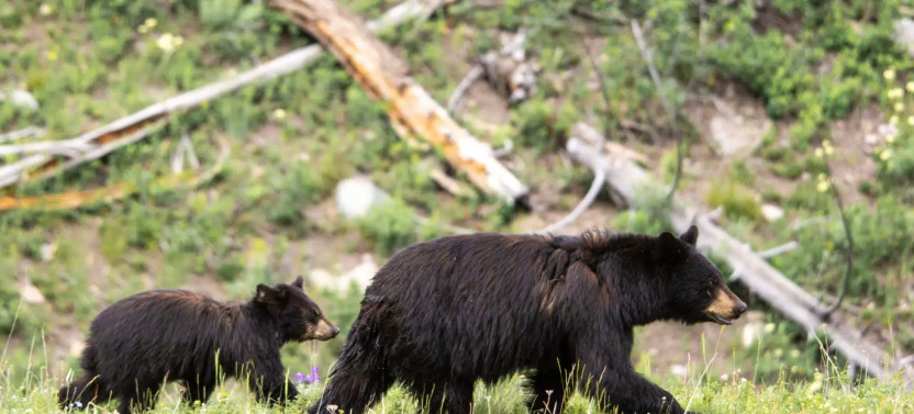 Private Big Sky Wildlife Safari to Central & Southern Yellowstone