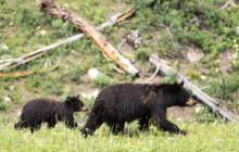 Yellowstone Safari Company10