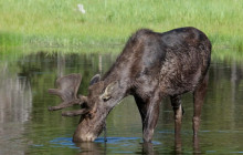 Yellowstone Safari Company4