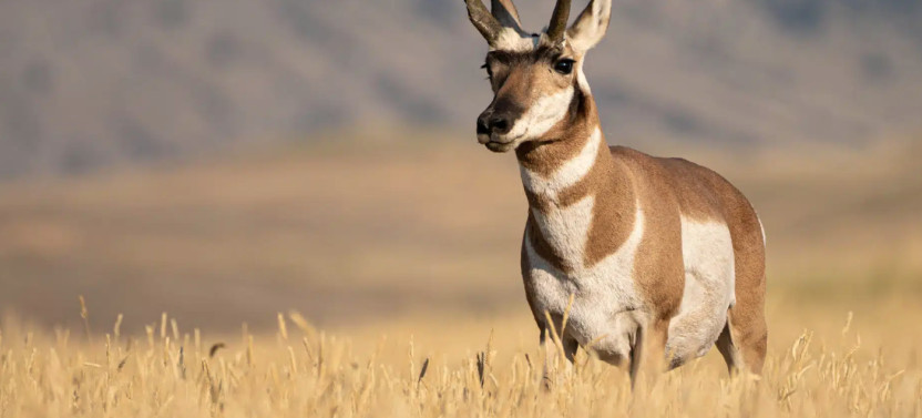 Private Summer Wildlife & Landscape Photography Tour in Yellowstone