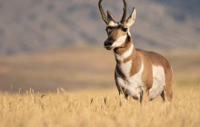 Yellowstone Safari Company3