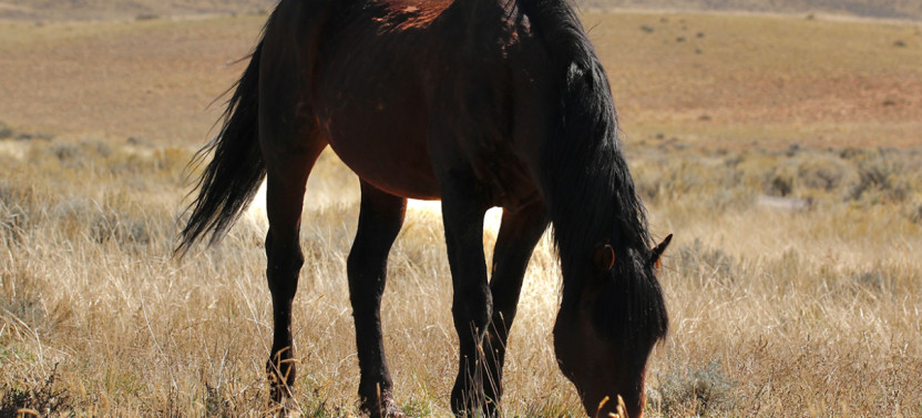 Wild Mustang Wildlife Viewing Tour