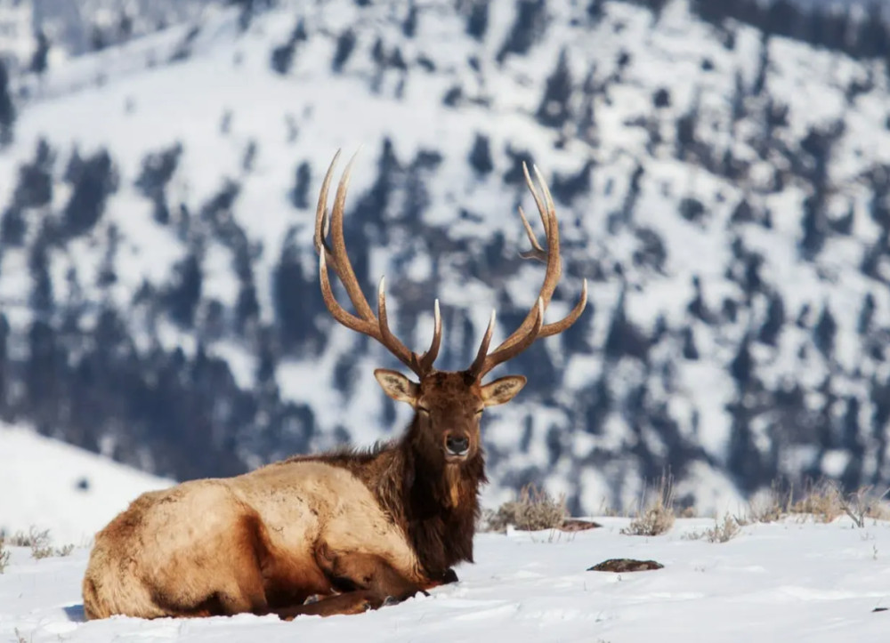 Yellowstone Winter Wildlife Safari on the Northern Range