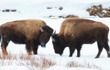 Yellowstone Safari Company2