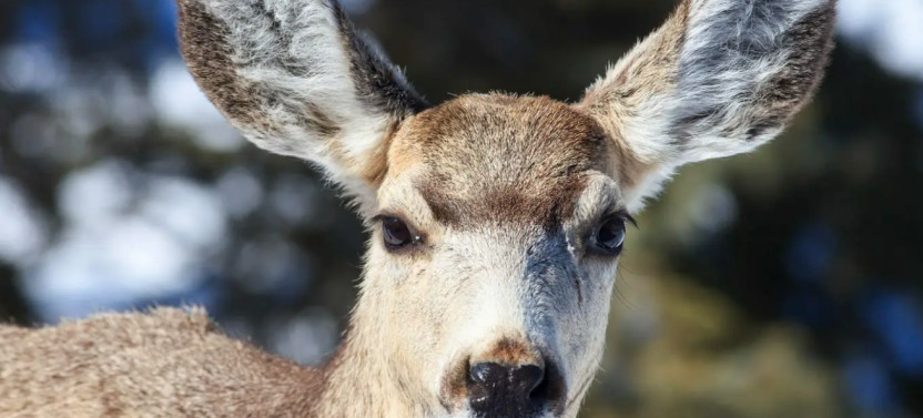 Private Full-Day Big Sky Wildlife Safari