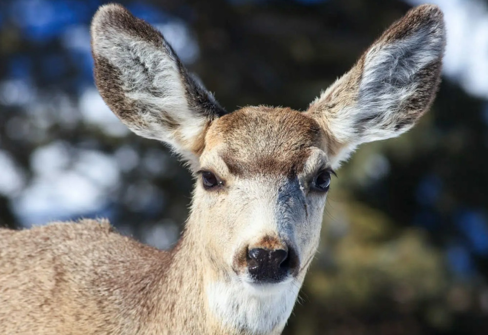 Private Full-Day Yellowstone Snowshoe Safari with Naturalist Guide