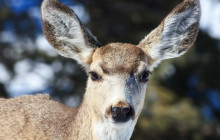 Yellowstone Safari Company1